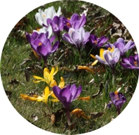 Krokusse rund klein